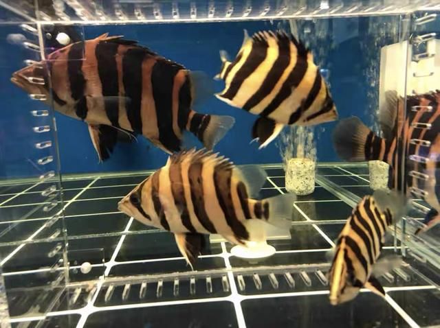 去泰國買虎魚便宜嗎現(xiàn)在多少錢：去泰國買虎魚便宜嗎 虎魚百科 第3張