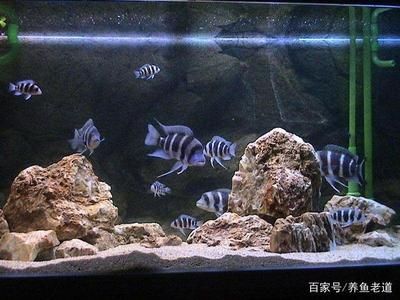 養(yǎng)龍魚如何養(yǎng)水：養(yǎng)龍魚如何養(yǎng)水，養(yǎng)龍魚的方法和注意事項和注意事項 龍魚百科 第1張