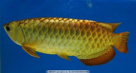 金龍魚熱帶魚還是冷帶魚好：金龍魚是熱帶魚嗎？ 龍魚百科 第2張