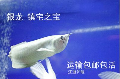 龍魚打氧能運輸多久的水：龍魚打氧能運輸多久的水， 龍魚百科 第2張