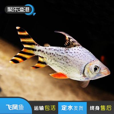 龍魚打氧能運輸多久的水：龍魚打氧能運輸多久的水， 龍魚百科 第3張