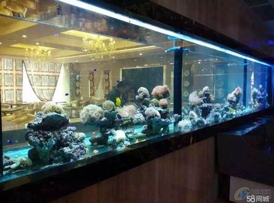 大型觀賞魚缸定制：大型觀賞魚缸定制與水族工程提供大型觀賞魚缸定制服務 魚缸百科 第1張