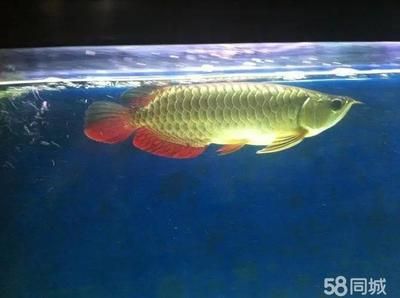 新買的龍魚注意什么細(xì)節(jié)：新買的龍魚在入缸時(shí)需要注意什么細(xì)節(jié)，新買的龍魚需要注意什么 龍魚百科 第2張