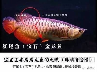 金龍魚(yú)含金嗎：“金龍魚(yú)含金量”指的是一種品牌而不是真正的魚(yú)類(lèi) 龍魚(yú)百科 第3張