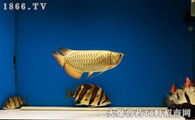 虎魚單養(yǎng)一條：單養(yǎng)一條虎魚在家庭飼養(yǎng)條件下是可行的，但需要考慮到因素 虎魚百科 第1張