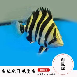 雜紋虎魚(yú)能長(zhǎng)多大圖片：雜紋虎魚(yú)生長(zhǎng)大小受到多種因素的影響