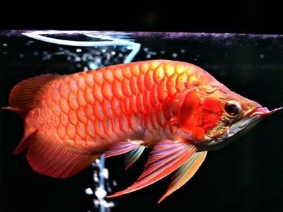 小銀龍魚(yú)吃什么長(zhǎng)得快：小銀龍魚(yú)吃什么長(zhǎng)得快吃什么長(zhǎng)得快小銀龍魚(yú)吃什么長(zhǎng)得快