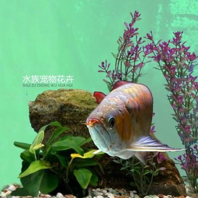 魟魚多少錢一斤 魟魚百科 第3張