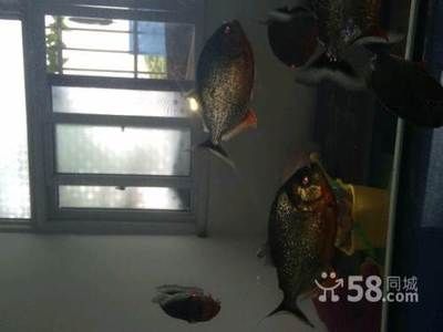 虎魚可以養(yǎng)一條嗎風水好嗎：虎魚是否適合單獨飼養(yǎng)？ 虎魚百科 第2張