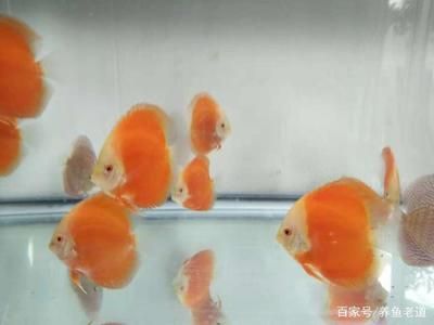 大魚缸觀賞魚怎么養(yǎng)殖：養(yǎng)觀賞魚的注意事項(xiàng) 魚缸百科 第3張