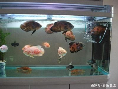 大魚缸觀賞魚怎么養(yǎng)殖：養(yǎng)觀賞魚的注意事項(xiàng) 魚缸百科 第4張