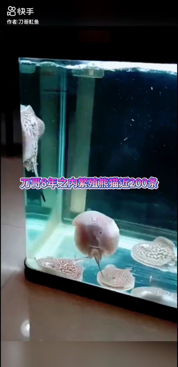 黑帝變異生一對小魚到8年200條：自己養(yǎng)的熊貓黑帝從2016年生了一對變異的熊貓黑帝 觀賞魚論壇