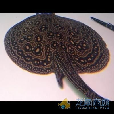 白紋黑帝魟魚值錢嗎：白紋黑帝魟魚值錢嗎白紋黑帝魟魚值錢嗎 魟魚百科 第3張