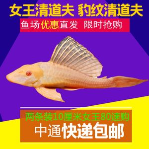 七彩配龍魚是變異魚嗎怎么養(yǎng)：七彩配龍魚并不是變異魚，而是指不同品種的龍魚體色發(fā)生改變后形成的