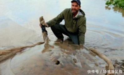 魟魚背部塌陷：魟魚背部塌陷可能是由于多種原因引起的 魟魚百科 第3張