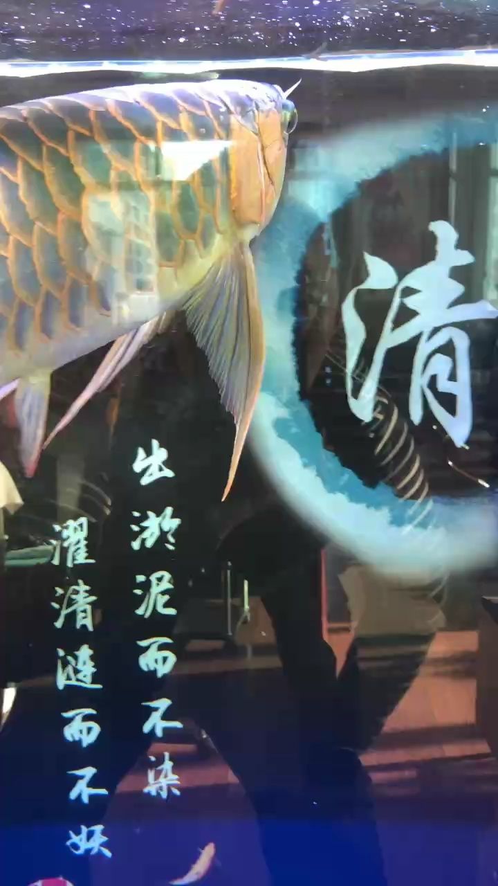 ??：養(yǎng)了多久了，kaiba_魚 觀賞魚論壇