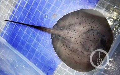 魟魚繁殖水位多高：魟魚繁殖水位要求不低于70-75cm 魟魚百科 第1張