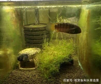 短鯛魚缸的布置要求：短鯛魚缸造景的基礎知識 魚缸百科 第3張