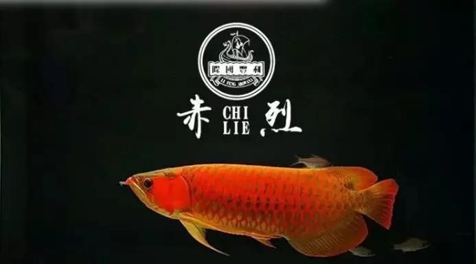 龍魚(yú)咬一口就吐不吃食了還能活嗎：龍魚(yú)不吃食了還能活嗎 龍魚(yú)百科 第2張