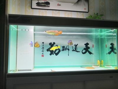 彩蝶魚缸下水管件哪個牌子好用：彩蝶魚缸下水管件哪個品牌好用 彩鰈魚缸（彩蝶魚缸） 第3張