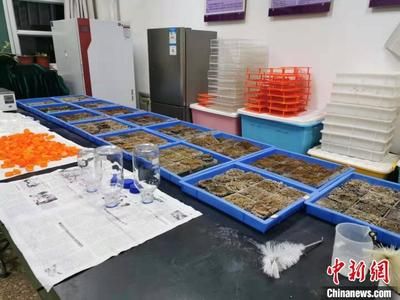 超白魚(yú)缸角磕破了還能用嗎：超白魚(yú)缸角磕破后的使用安全性取決于多種因素進(jìn)入 魚(yú)缸百科 第1張