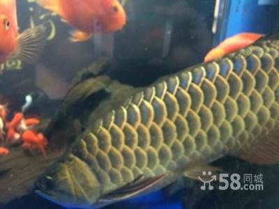 40公分虎魚：40公分的大虎魚價格高嗎？ 虎魚百科 第2張