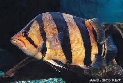 養(yǎng)虎魚(yú)有什么寓意和象征：養(yǎng)虎魚(yú)不僅具有觀賞價(jià)值還具有豐富的寓意和象征意義 虎魚(yú)百科 第3張