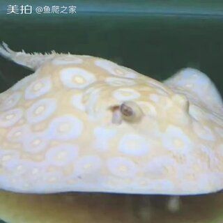 魟魚向上爬：關(guān)于魟魚向上爬行的行為 魟魚百科 第1張