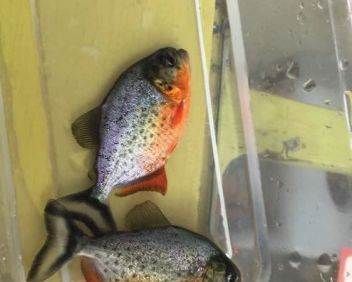 10公分虎魚吃什么：10公分的虎魚可以喂食活的小魚、泥鰍、豐年蝦、紅蟲等食物 虎魚百科 第2張