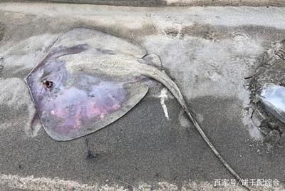 魟魚加鹽死了能吃嗎：魟魚在添加鹽之后死亡，這種情況下魚是否還能吃 魟魚百科 第1張