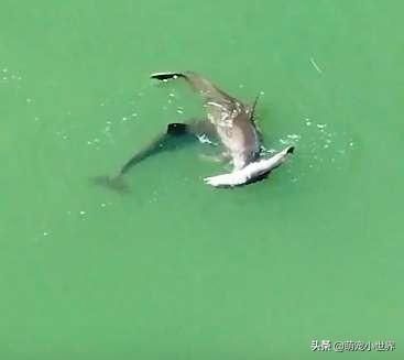 魟魚加鹽死了能吃嗎：魟魚在添加鹽之后死亡，這種情況下魚是否還能吃 魟魚百科 第2張