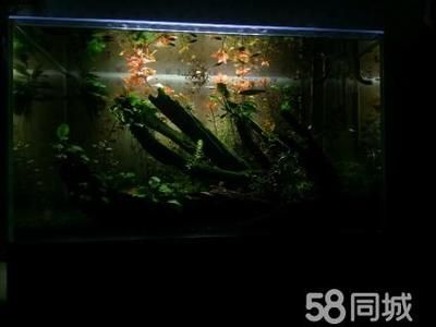 超白金晶魚缸價格多少錢：超白金晶魚缸價格因尺寸、品牌和銷售渠道有所不同 魚缸百科 第1張