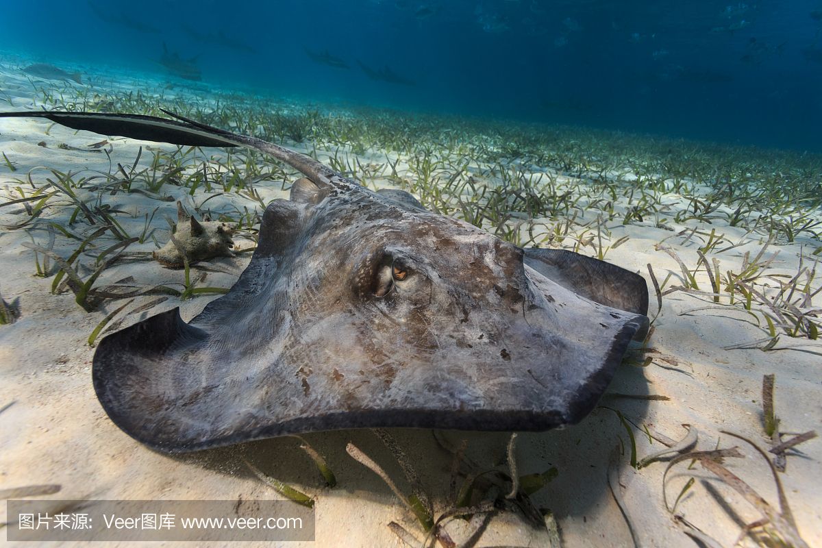 魟魚(yú)死亡身上大量粘液是什么?。呼勽~(yú)死亡身上大量粘液是什么病[需手動(dòng)填充]魚(yú)死亡身上大量粘液是什么病 魟魚(yú)百科 第2張