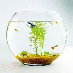 扁的魚缸怎么造景的視頻：尋找扁的魚缸造景的視頻教程:魚缸造景教程分享 魚缸百科 第3張