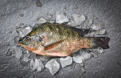 魟魚能不能下鹽：[需手動填充]魚可以下鹽嗎？ 魟魚百科 第1張