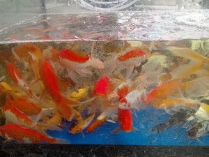 紅金龍魚活體繁殖技術(shù)：紅金龍魚的活體繁殖技術(shù) 龍魚百科