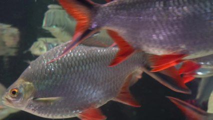 金龍魚(yú)魚(yú)鱗發(fā)紅是怎么回事：金龍魚(yú)魚(yú)鱗發(fā)紅可能是由于多種原因引起的，可能是多種原因引起的 龍魚(yú)百科 第3張