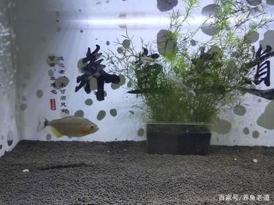 初學(xué)養(yǎng)魚小魚缸適合養(yǎng)什么樣的魚：小魚缸適合養(yǎng)什么樣的魚？ 魚缸百科 第3張