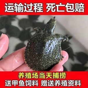 龍魚吃小甲魚有什么好處和壞處：龍魚吃小甲魚有什么好處和壞處和壞處和壞處和壞處 龍魚百科 第2張