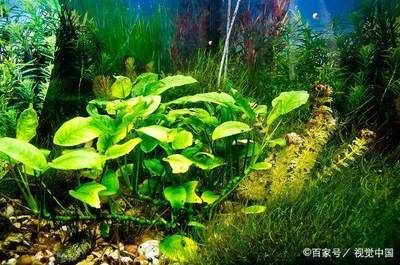 大魚(yú)缸魚(yú)便便怎么清理干凈：在清理大魚(yú)缸中的魚(yú)便時(shí)可以考慮以下幾種方法 魚(yú)缸百科 第1張