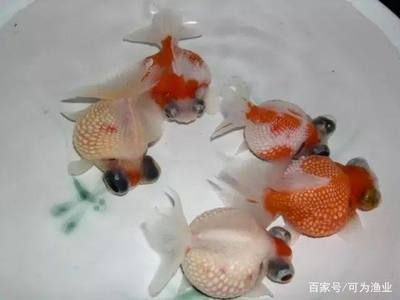 大魚(yú)缸魚(yú)便便怎么清理干凈：在清理大魚(yú)缸中的魚(yú)便時(shí)可以考慮以下幾種方法 魚(yú)缸百科 第2張