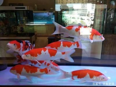 大型錦鯉魚缸推薦品種：大型錦鯉魚缸的錦鯉品種