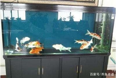 大型錦鯉魚缸推薦品種：大型錦鯉魚缸的錦鯉品種