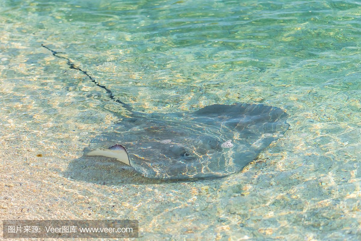 魟魚呼吸急促翹嘴怎么辦：養(yǎng)[需手動填充]魚呼吸急促翹嘴怎么辦 魟魚百科 第3張