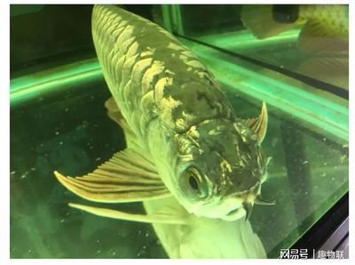 龍魚和魟魚哪個(gè)好養(yǎng)：龍魚和魟魚哪個(gè)好養(yǎng)，看完你就明白了 魟魚百科 第3張