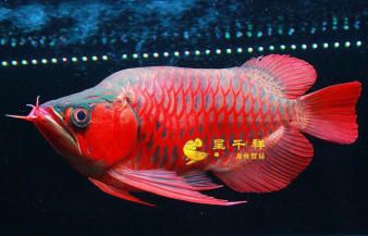 紅眼白子魟魚(yú)：紅眼白子魟魚(yú)是一種什么樣的魚(yú)？