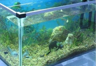 大型魚缸水族箱玻璃膠怎么用：大型魚缸水族箱玻璃膠怎么用具體步驟和注意事項 魚缸百科 第4張