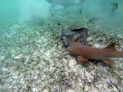 魟魚到家怎么過水：魟魚到家后過水是一個重要的環(huán)節(jié)，避免因環(huán)境變化過大導(dǎo)致死亡 魟魚百科 第1張