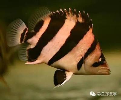 虎魚群養(yǎng)會明嗎：群養(yǎng)虎魚會有一些優(yōu)勢和挑戰(zhàn)，虎魚群養(yǎng)會明嗎，需要注意什么 虎魚百科 第2張