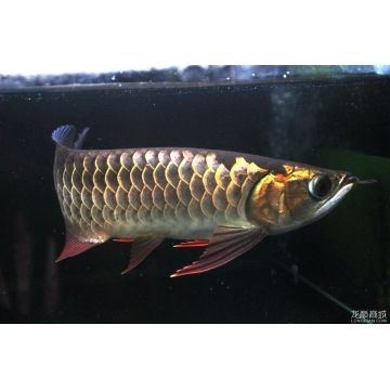 怎么讓金龍魚有金屬感：怎么讓金龍魚具有金屬感 龍魚百科 第2張